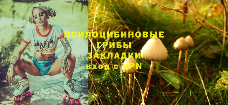 MEGA зеркало  Новокубанск  Галлюциногенные грибы Cubensis 